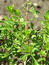Lawsonia inermis, Henna, F�rbepflanze, F�rberpflanze, Pflanzenfarben,  f�rben, Klostergarten Seligenstadt